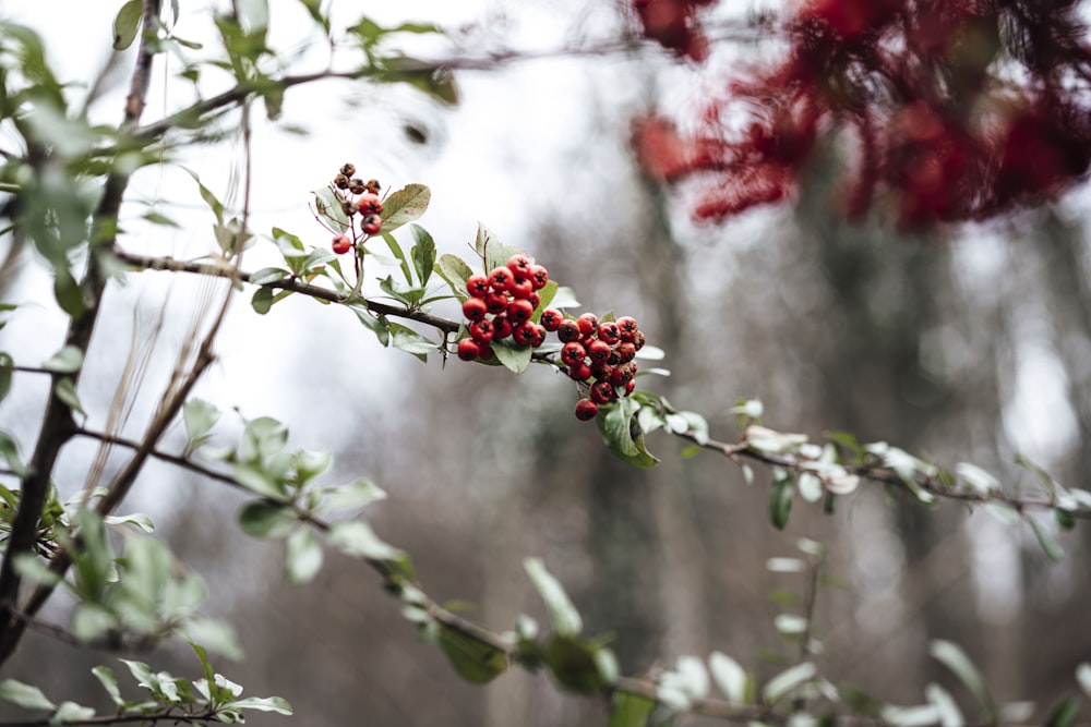 red and brown round fruits on tree branch