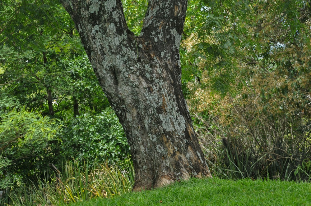 green grass and brown tree trunk