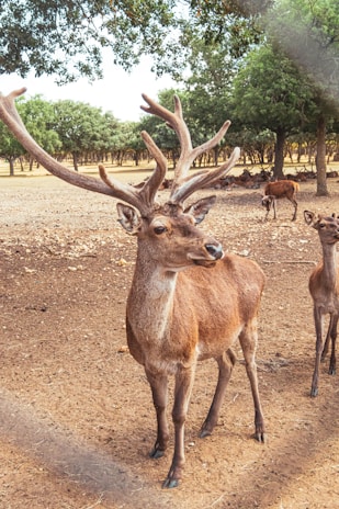 A large deer with impressive antlers stands alertly on a dusty ground. Surrounding it are several other deer, some partially visible in the background. The area is open and spacious, with scattered trees and short, brown grass. The scene conveys a natural, serene wildlife environment.