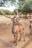 A large deer with impressive antlers stands alertly on a dusty ground. Surrounding it are several other deer, some partially visible in the background. The area is open and spacious, with scattered trees and short, brown grass. The scene conveys a natural, serene wildlife environment.