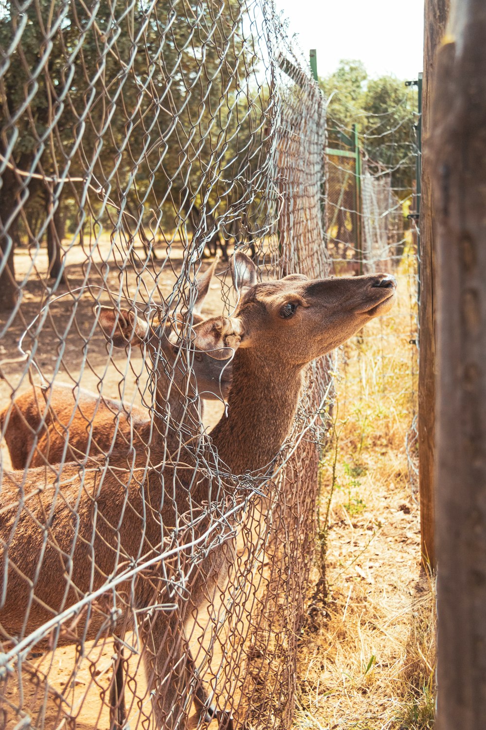 brown giraffe in cage during daytime
