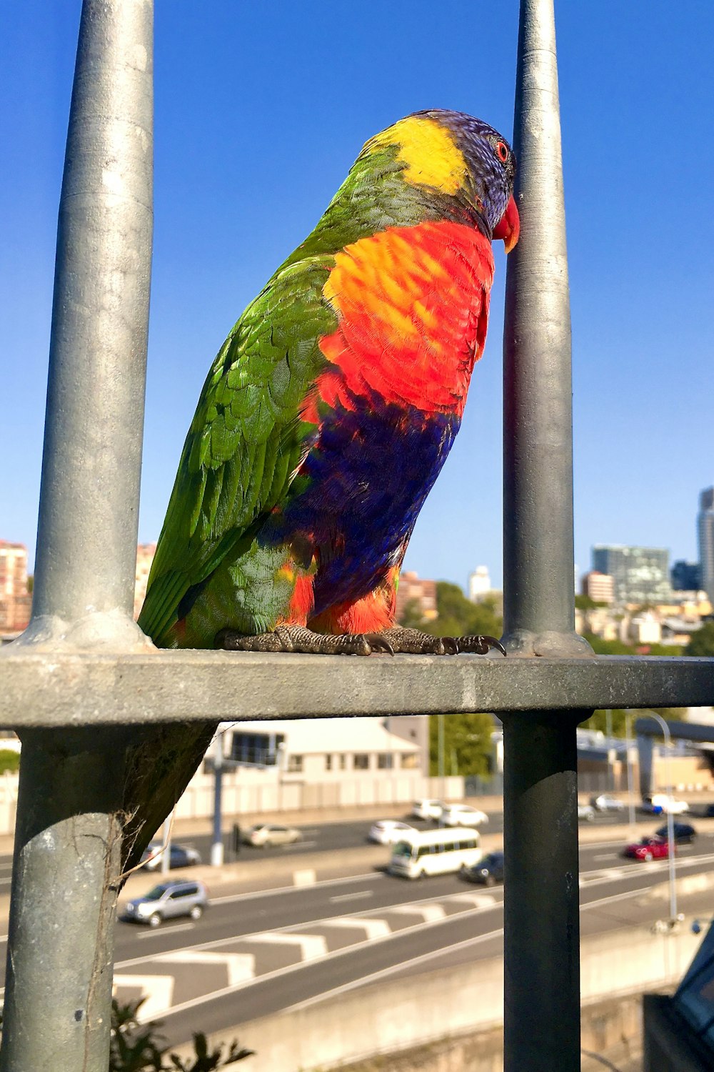 pássaro verde vermelho e amarelo na barra de metal cinzenta