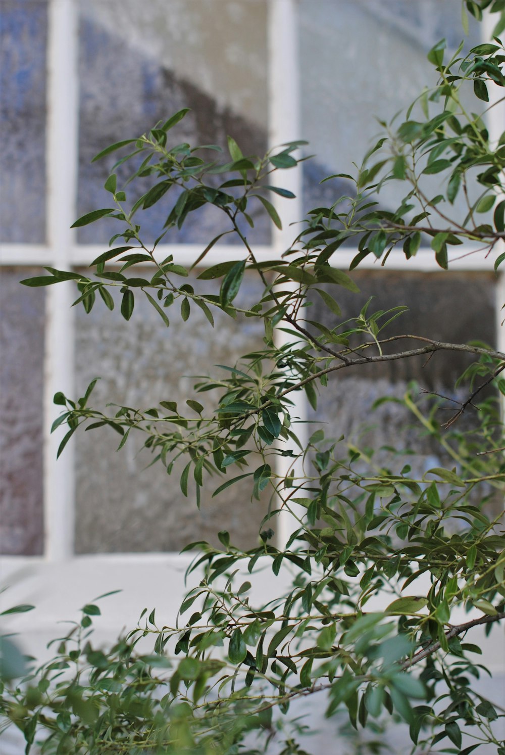 Planta verde sobre muro de hormigón blanco