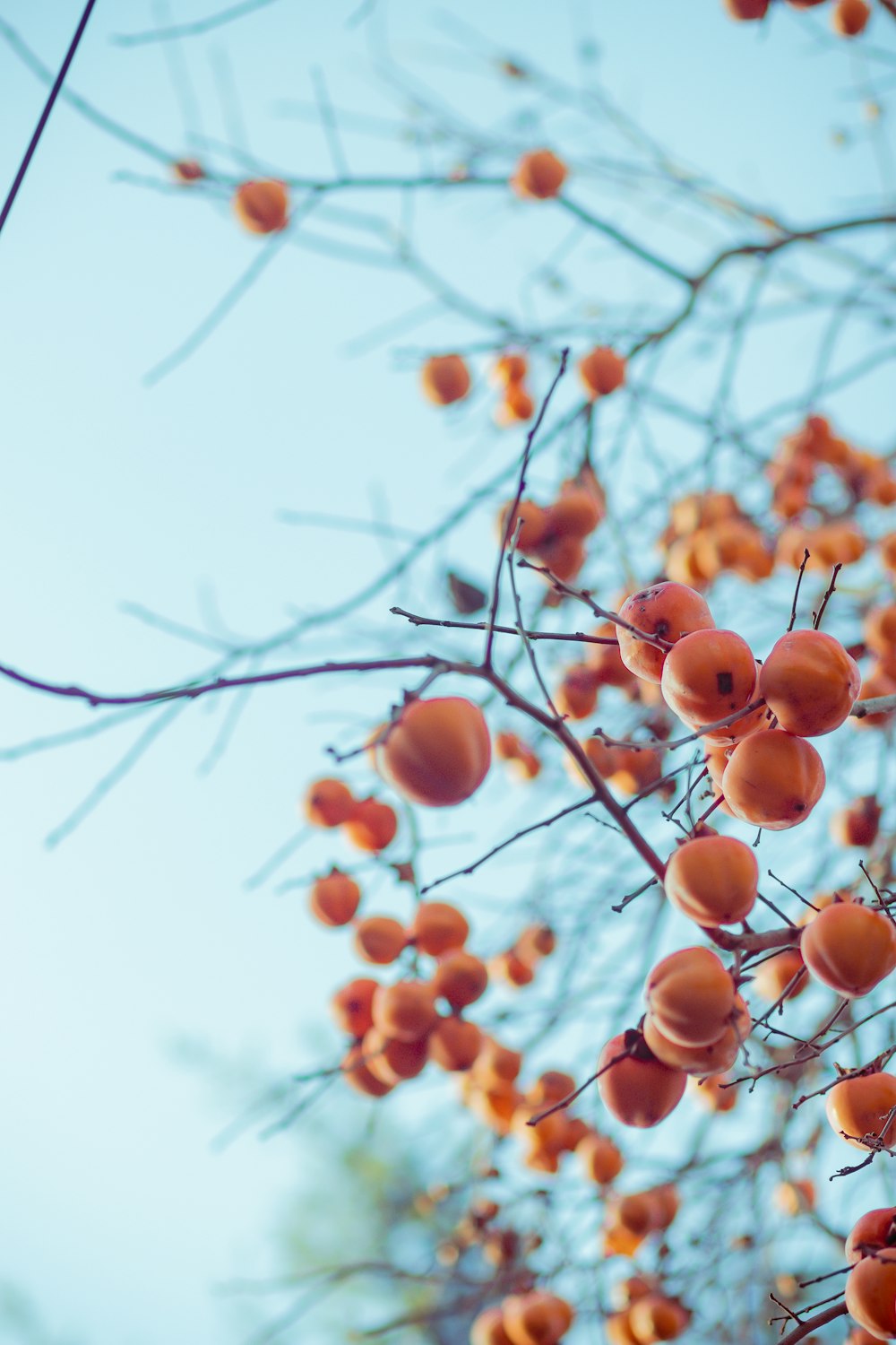 Frutti rotondi marroni sull'albero durante il giorno