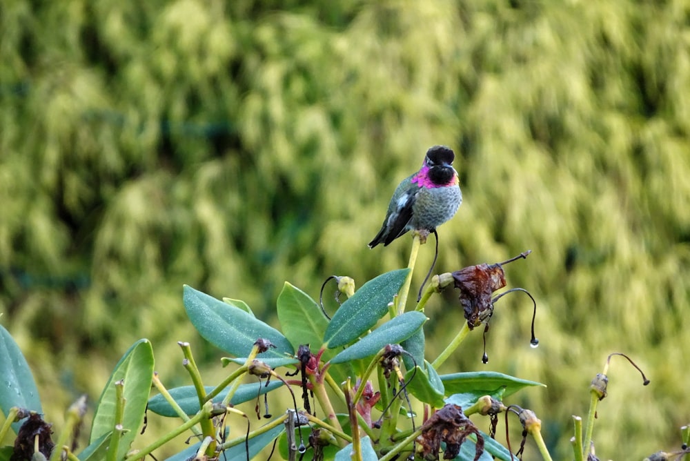 green and black bird on green plant during daytime