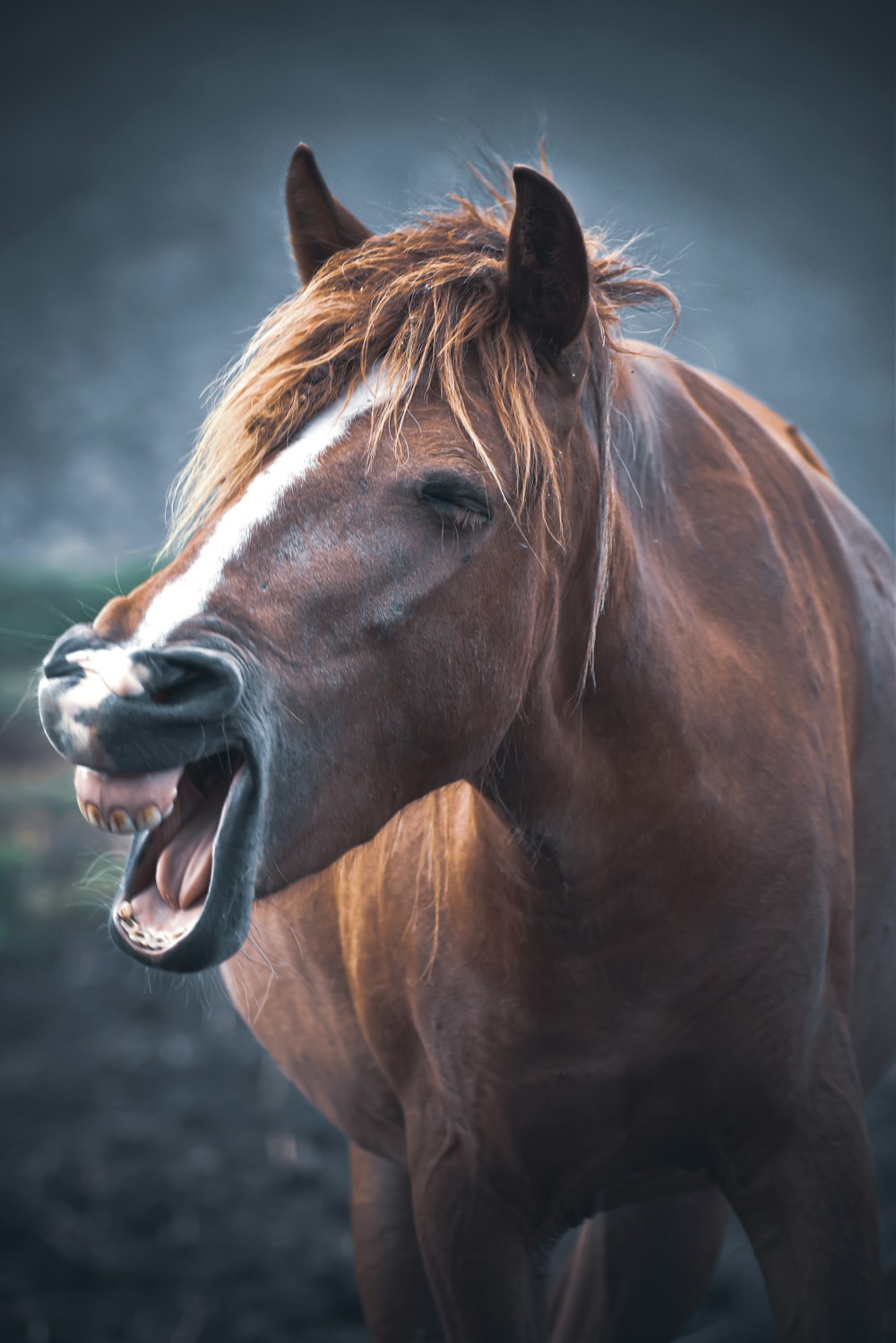 cavalo marrom mostrando a boca durante o dia