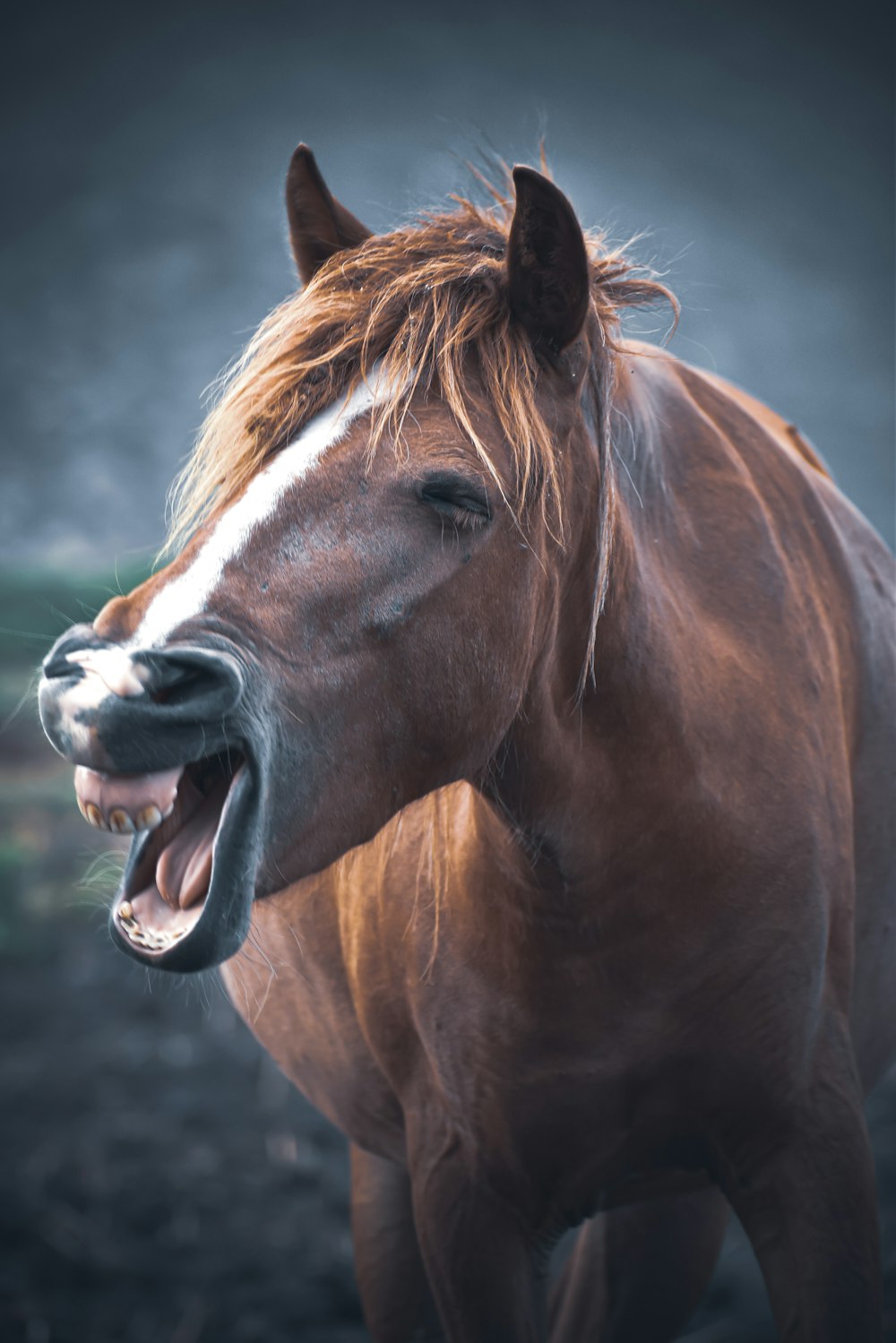 brown horse showing mouth during daytime