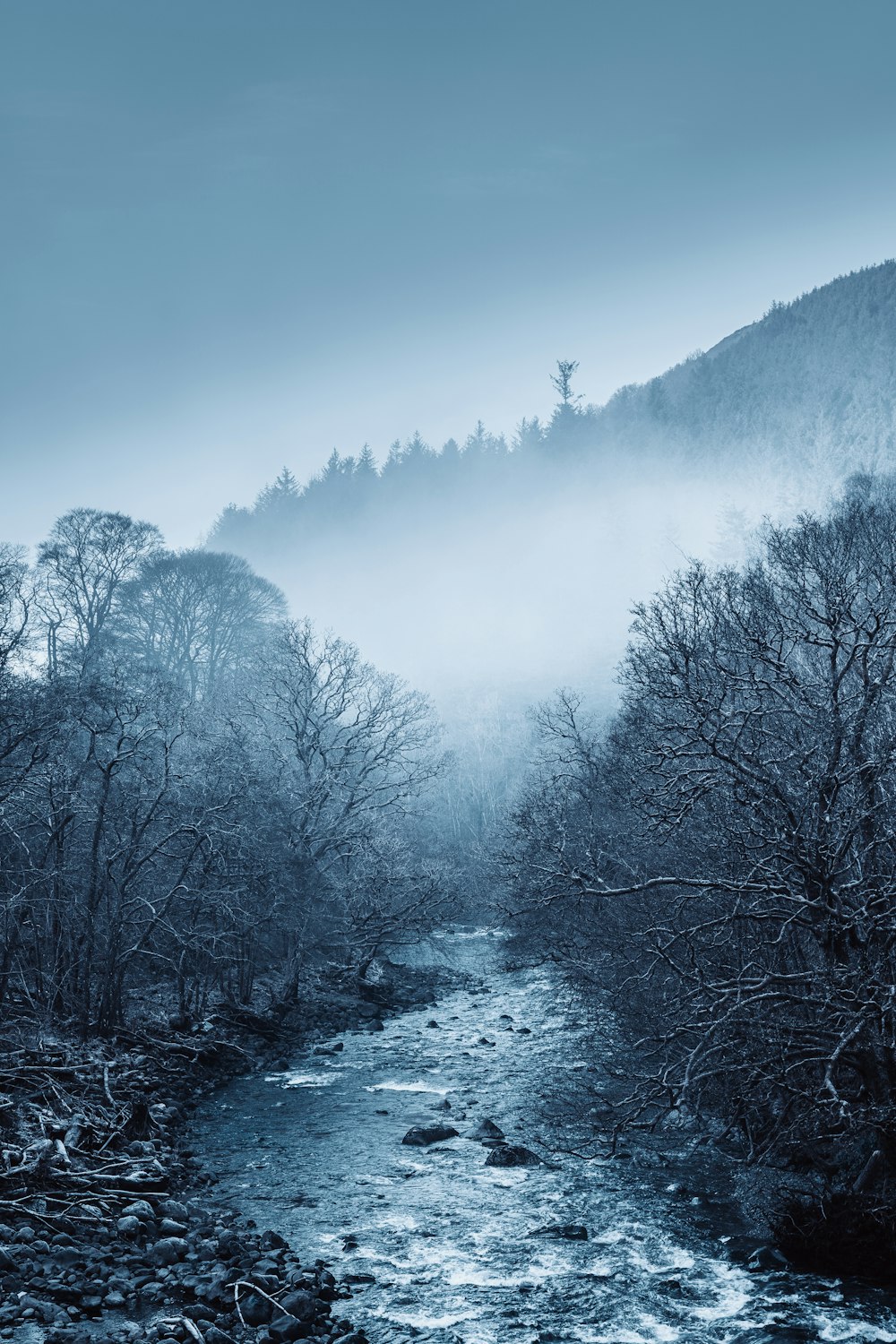 river between trees covered with fog