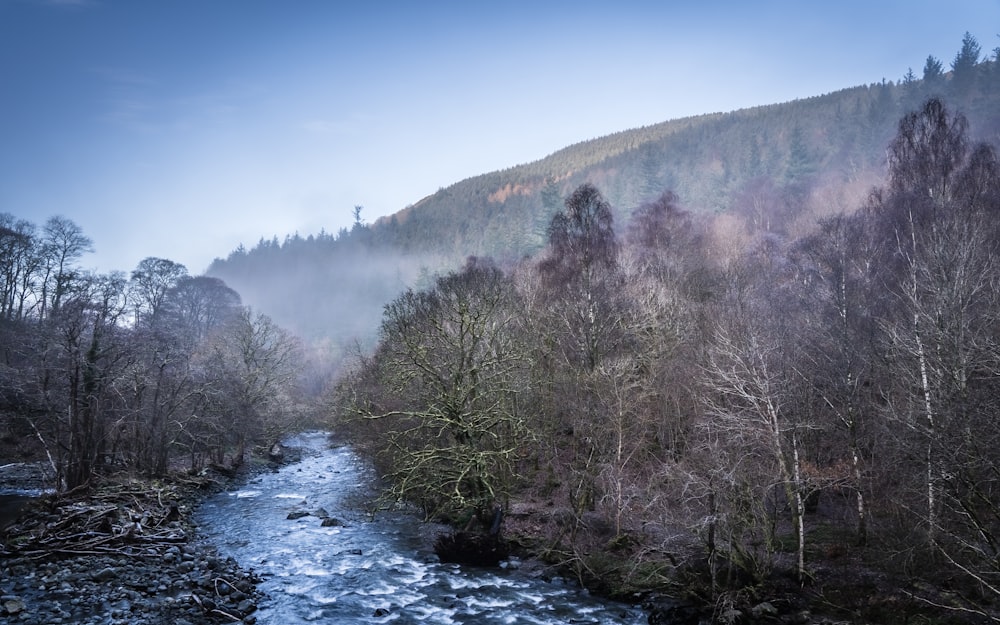 river between trees during daytime