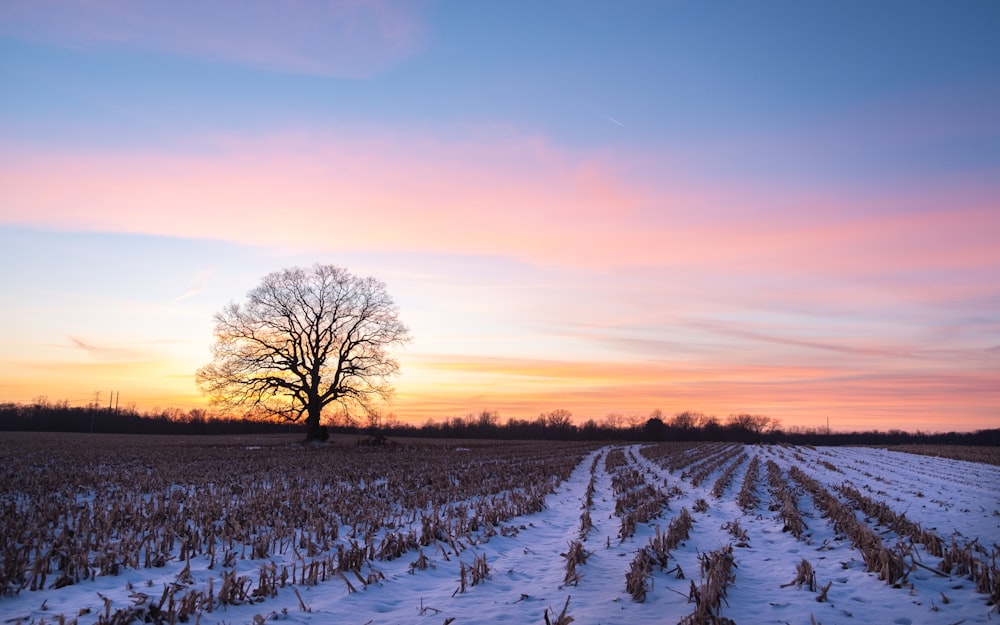 Alberi coperti di neve durante il giorno