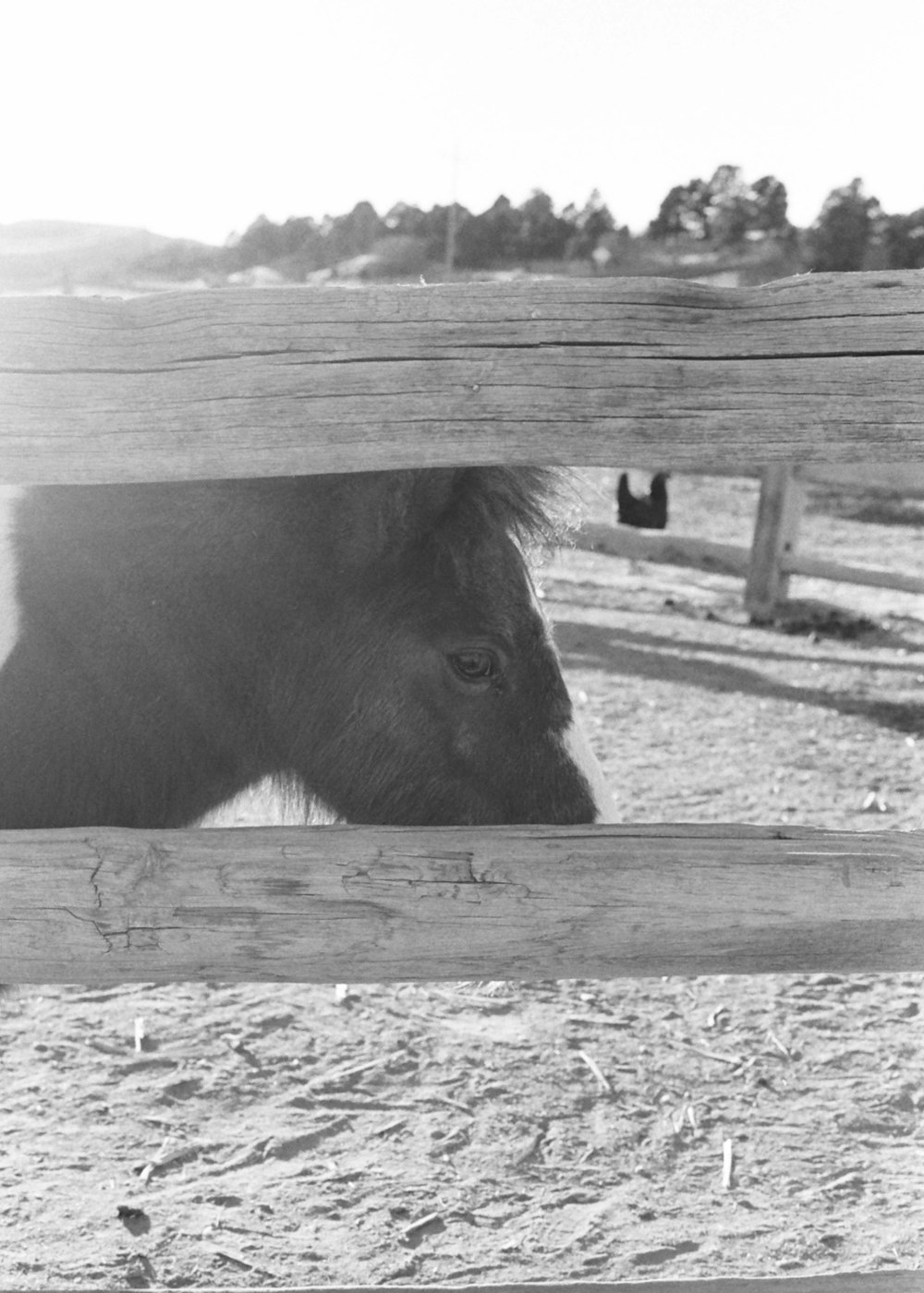 grayscale photo of cow eating grass