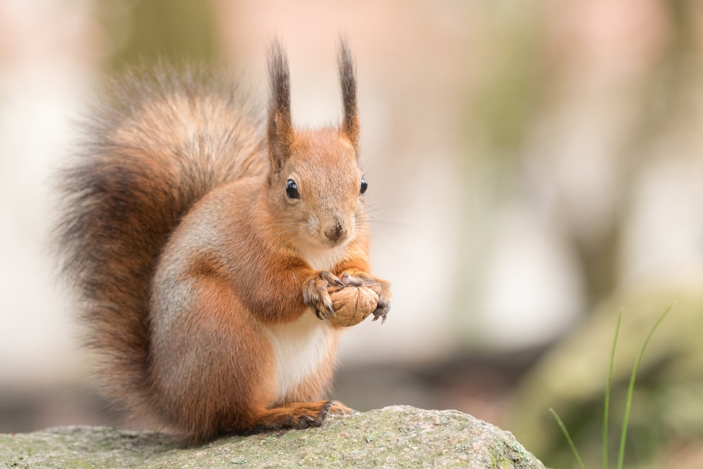 brown squirrel on gray rock during daytime