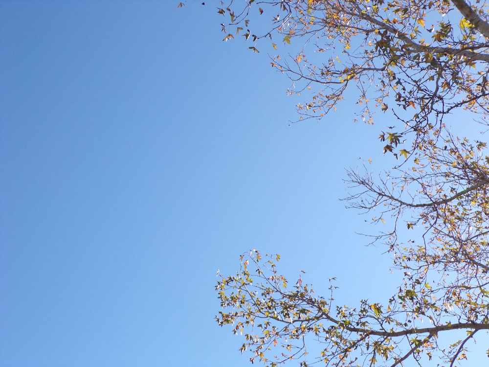 낮에는 푸른 하늘 아래 갈색 나무