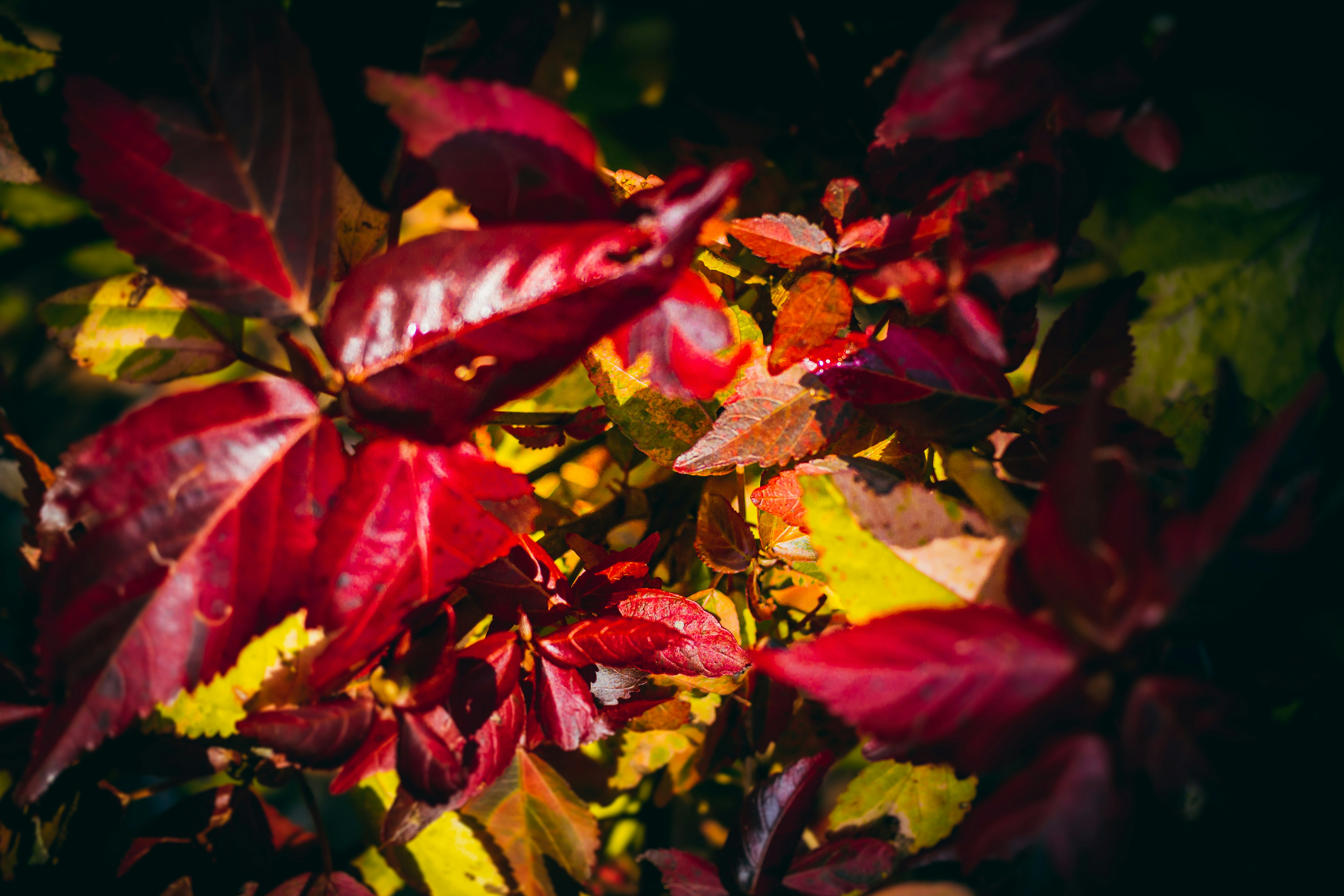 autumn leaves wallpaper, wallpaper, Fall Crafts for Older Adults: Creative Autumn Activities 5