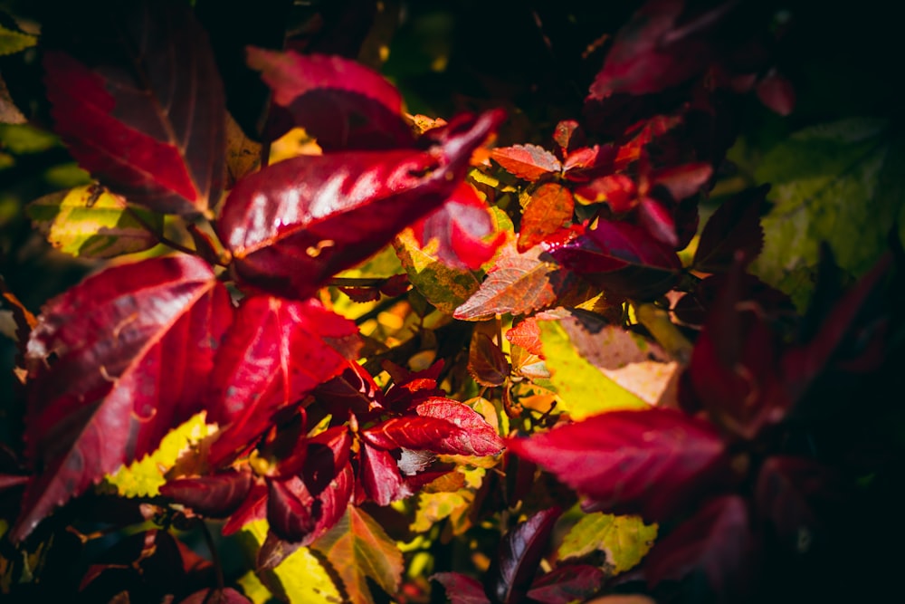 red and yellow leaves in close up photography