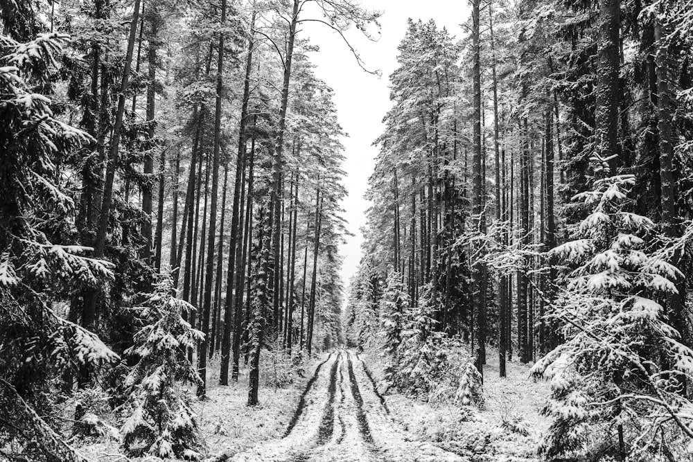 grayscale photo of trees in forest