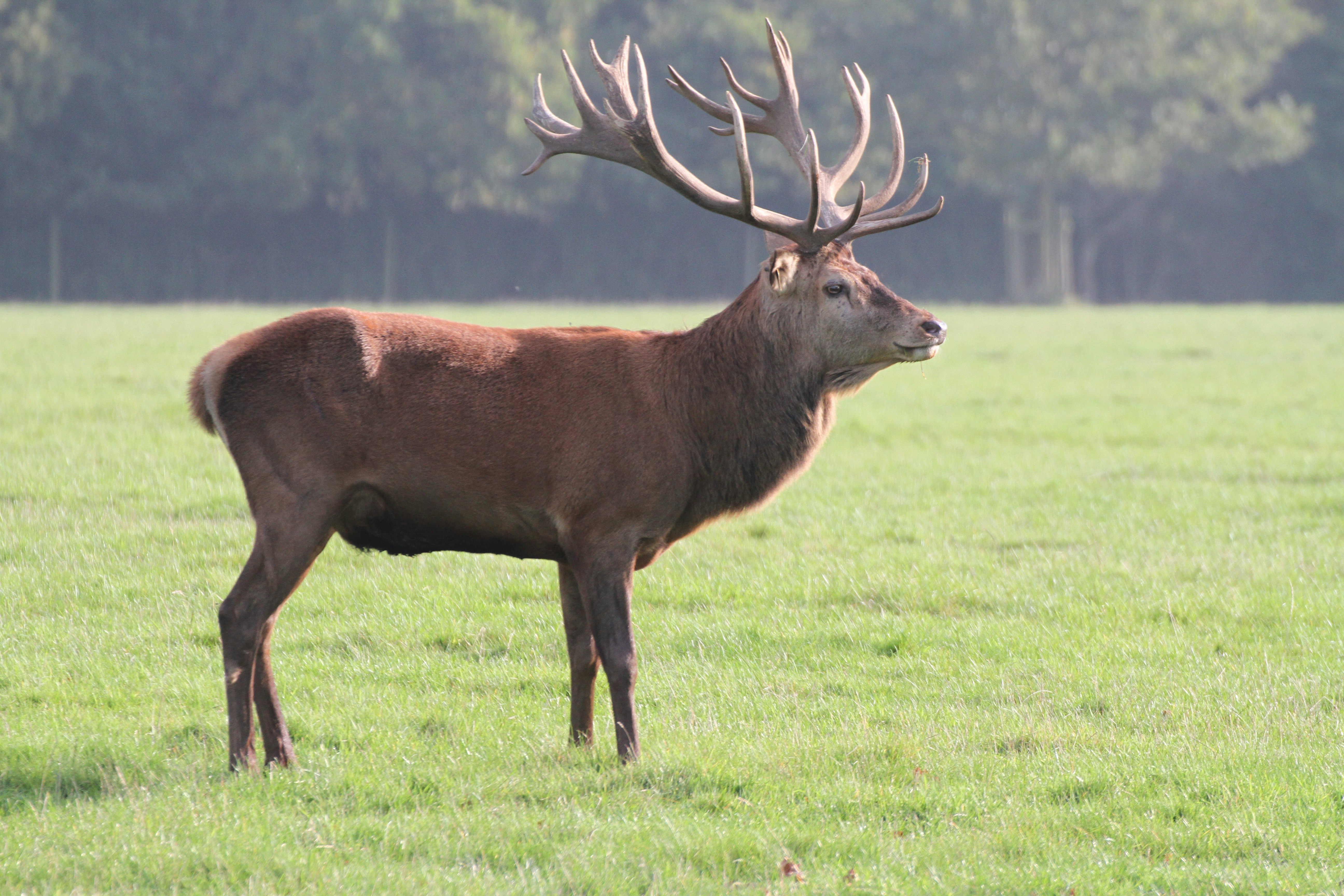 Majestic Forest Stag