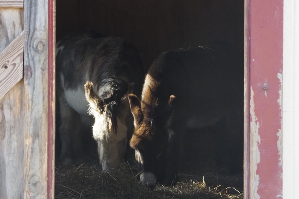 Vache noire et blanche sur un champ d’herbe