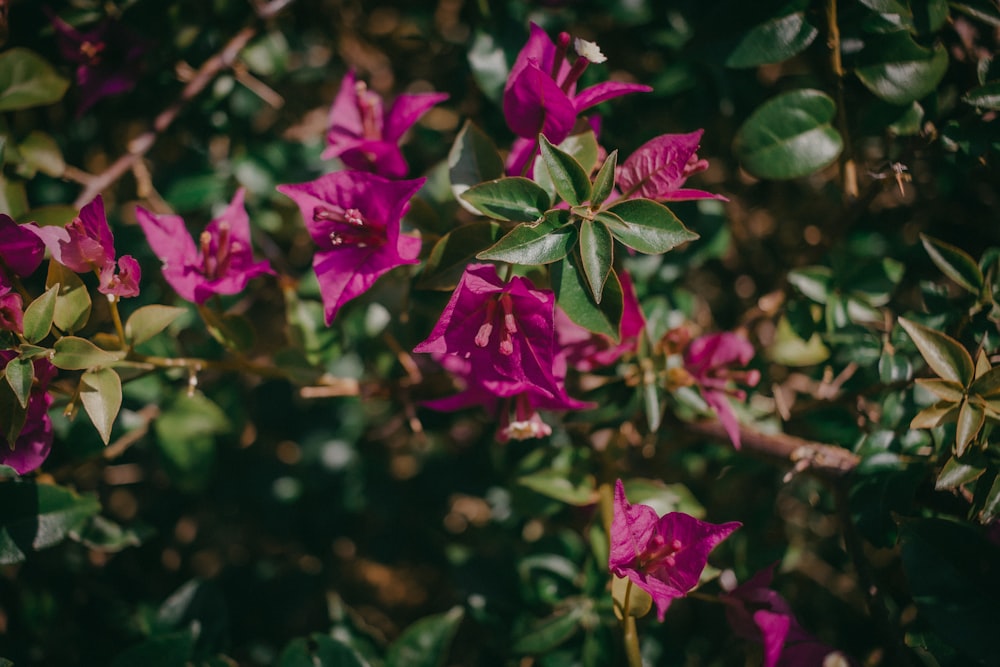 purple flower in tilt shift lens