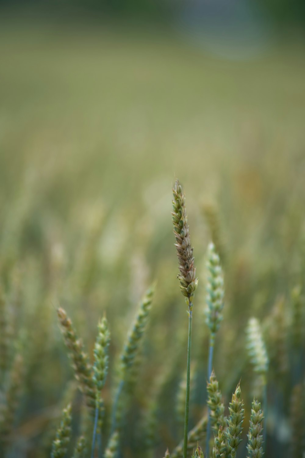 green plant in tilt shift lens