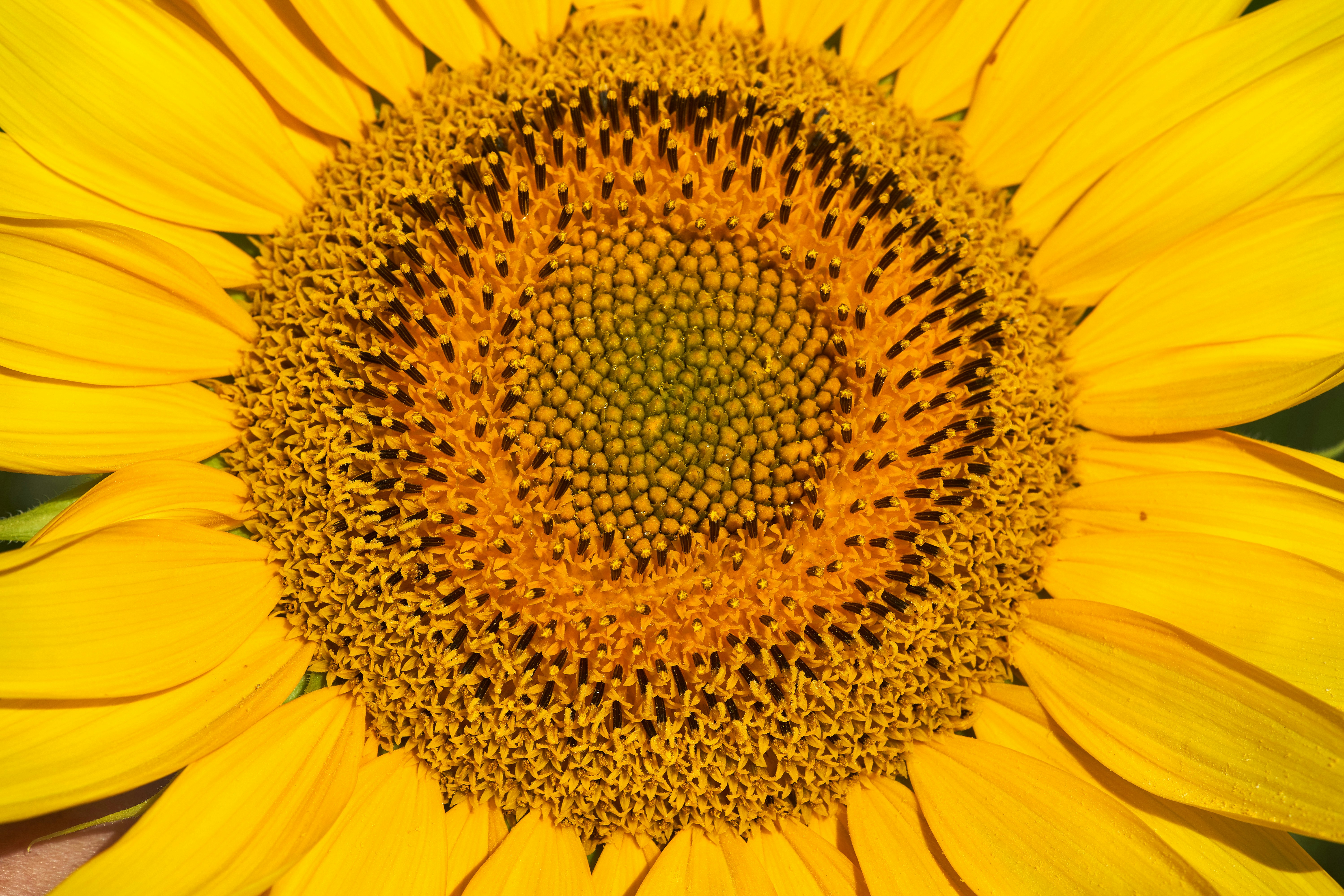 Photo by wolfgang_hasselmann