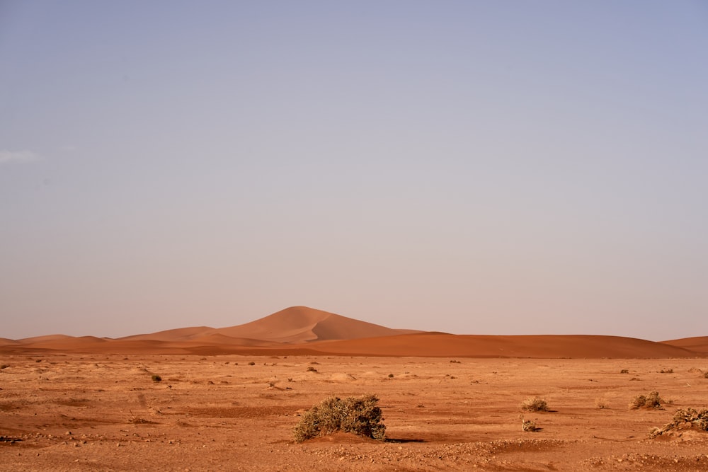 brown sand and brown field during daytime