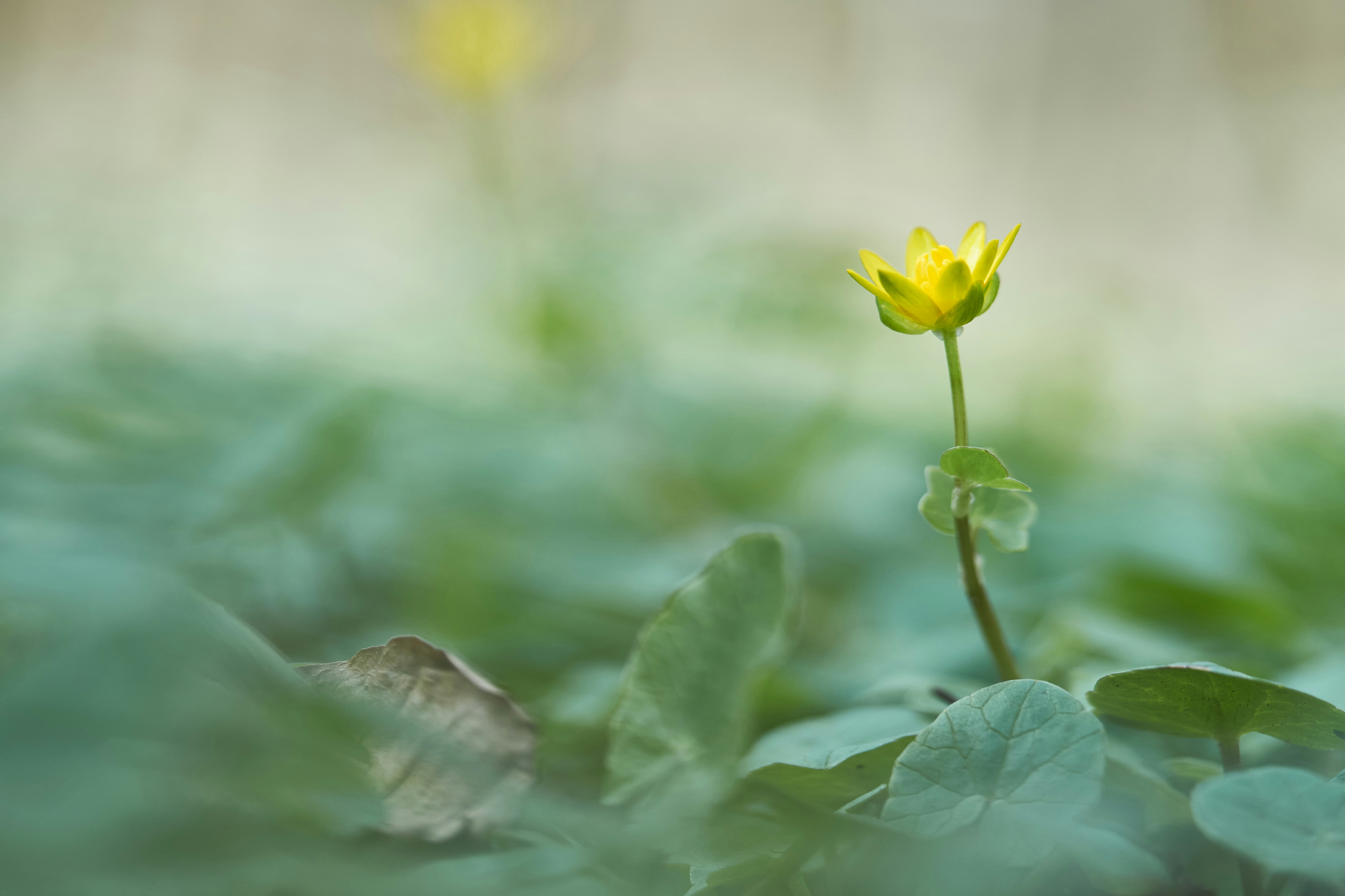 Photo by wolfgang_hasselmann