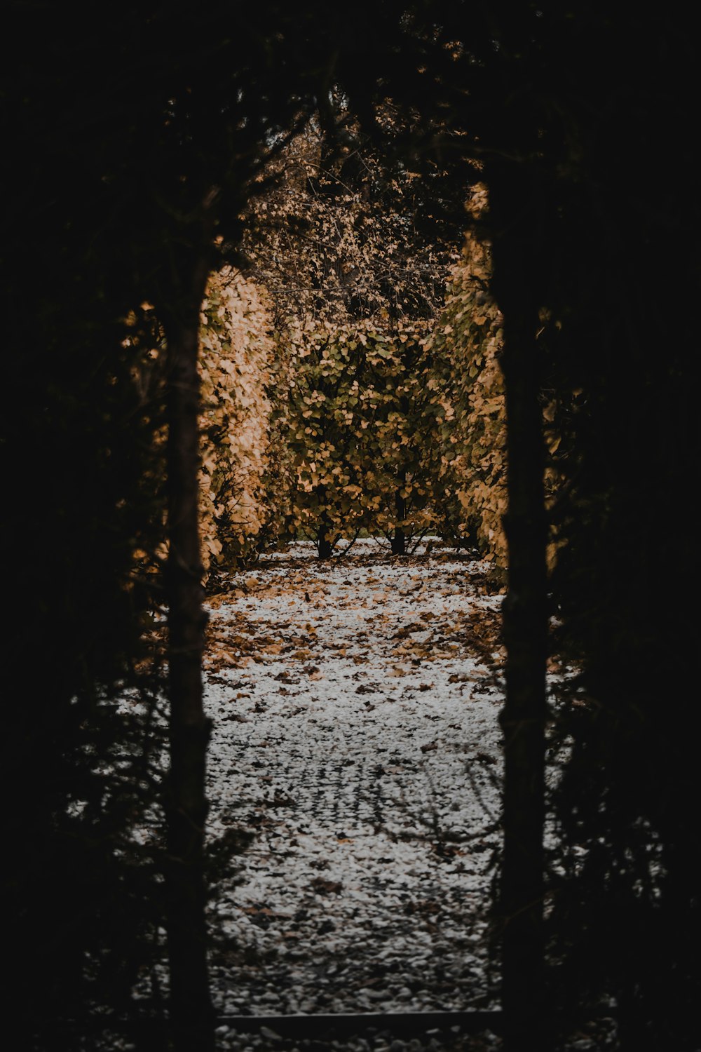 brown and black tunnel with water