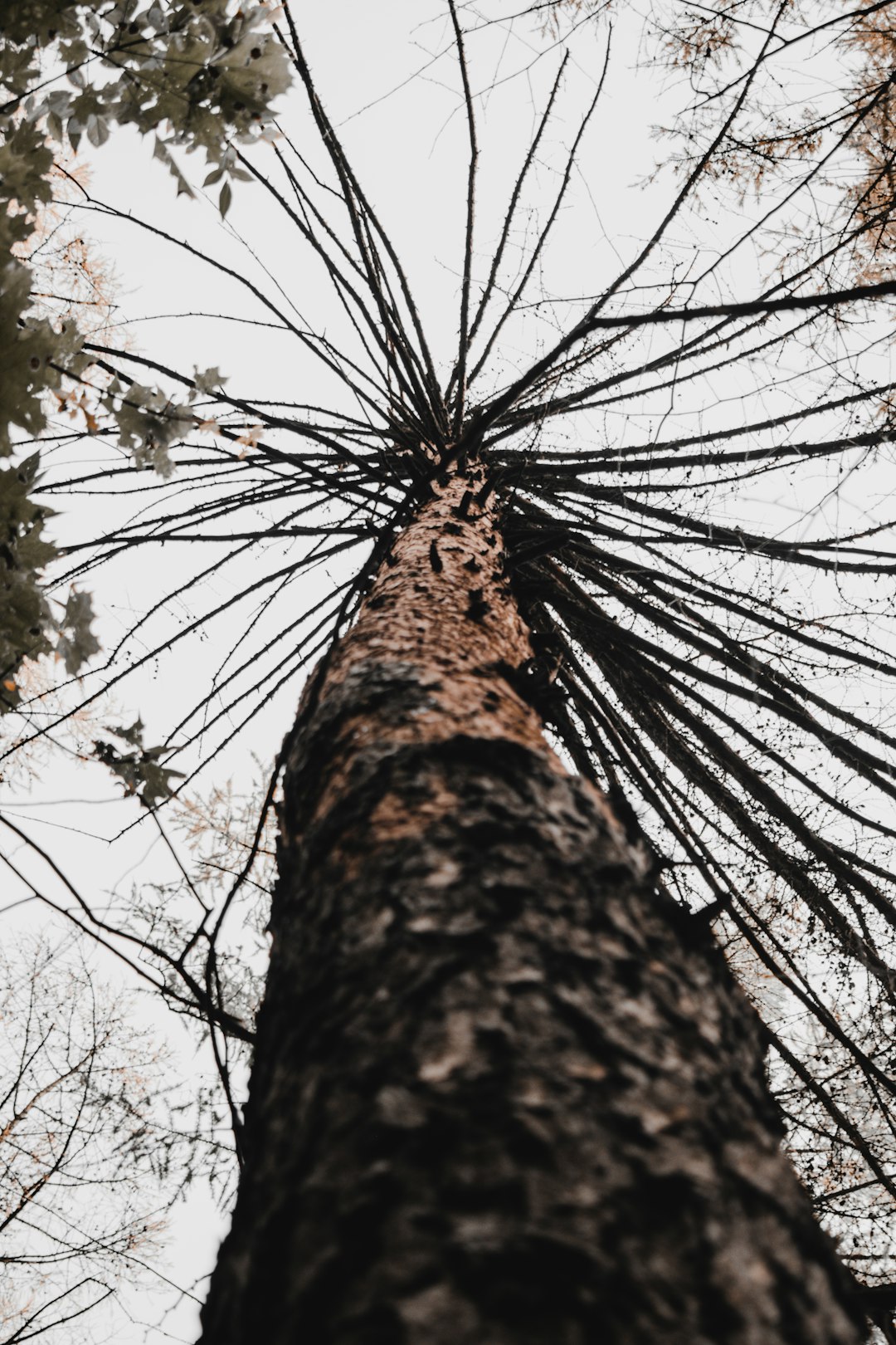 low angle photography of brown tree