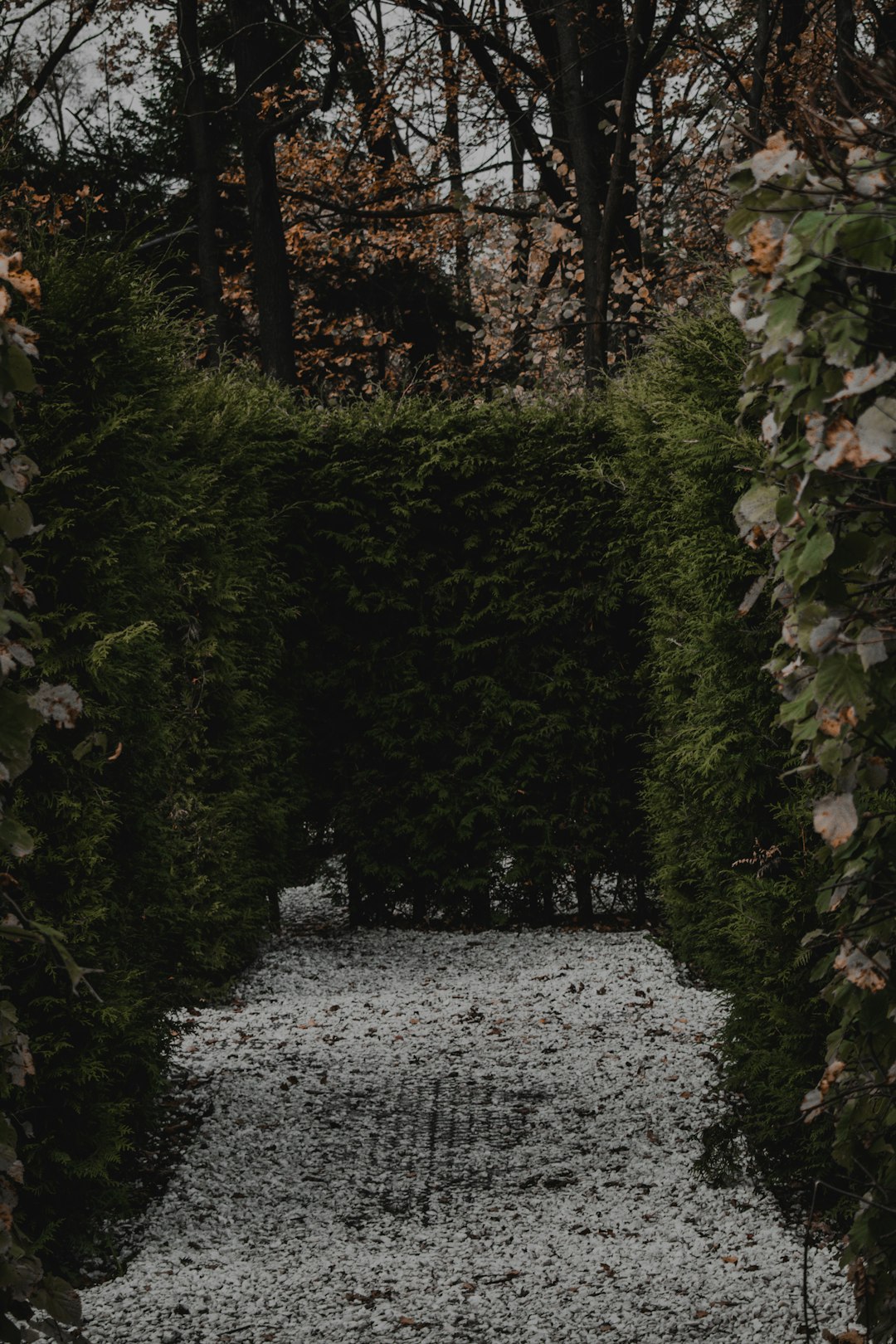 green plants on gray soil