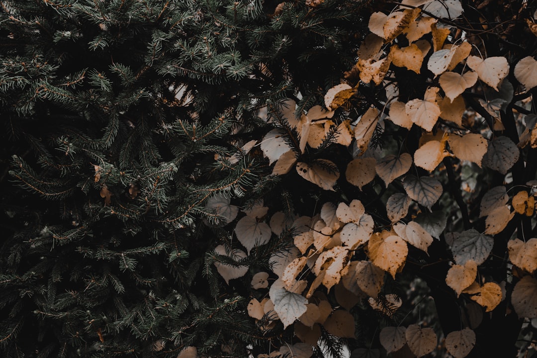 brown leaves on green grass