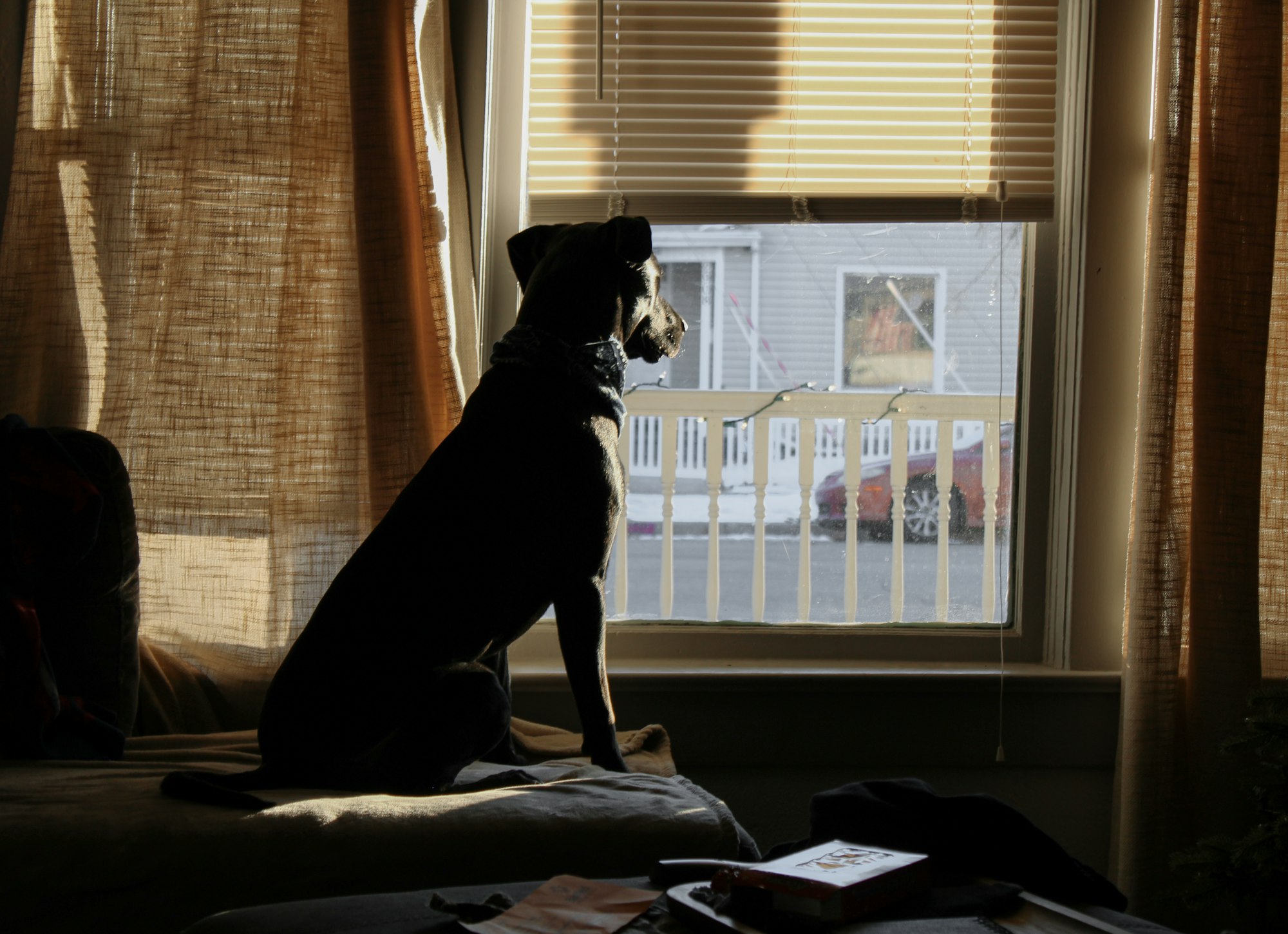 dog looking out window