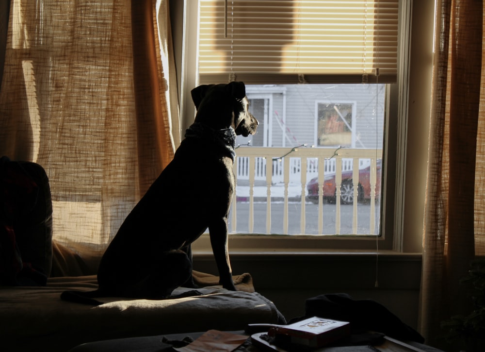 black and white short coated dog on white bed