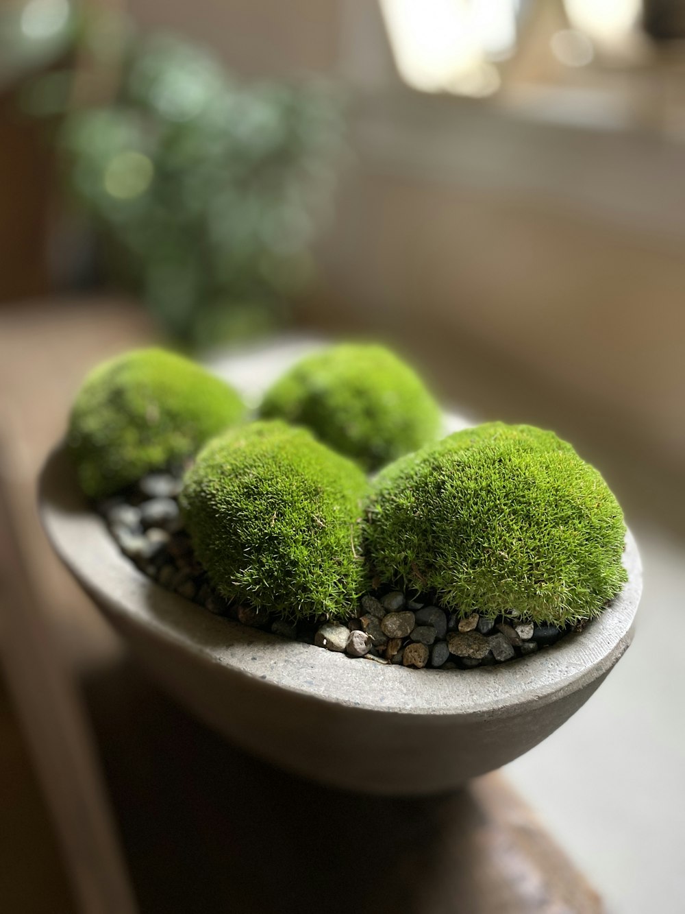 green plant on white ceramic pot