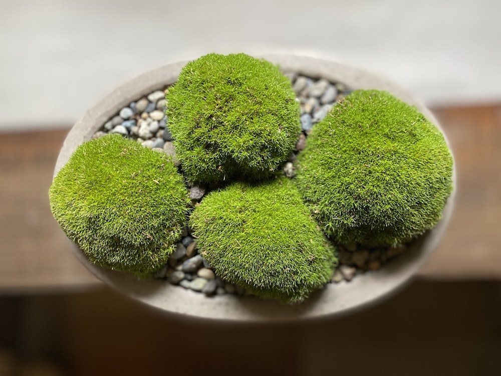 green plant on white ceramic plate