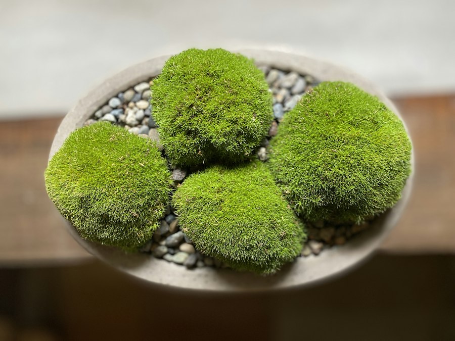 Cụm Rêu Cầu Ba Viên