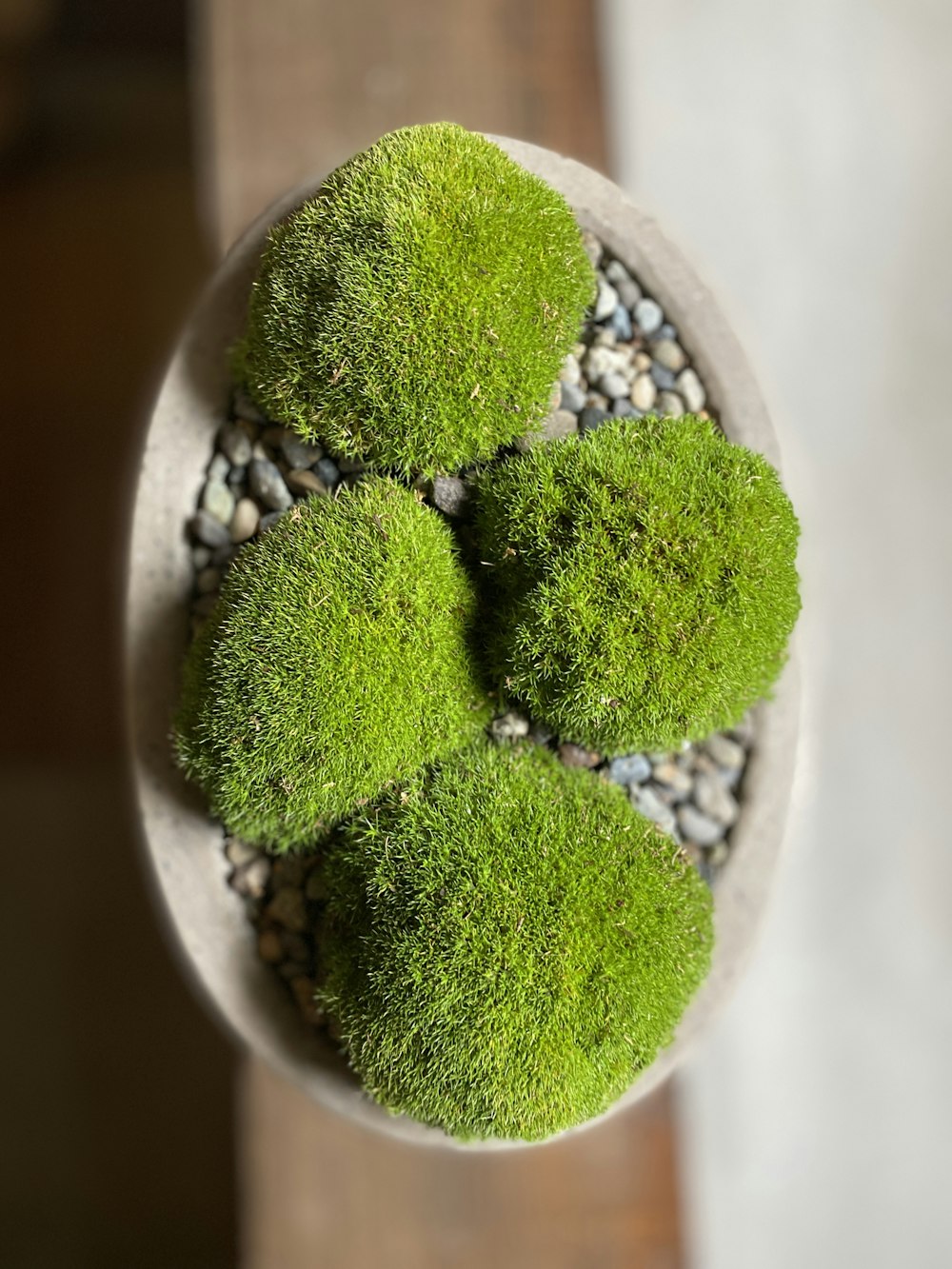 green cactus in white pot