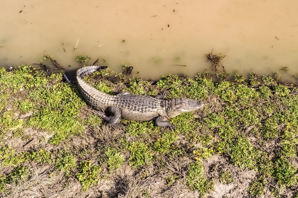 crocodilo no campo verde da grama durante o dia
