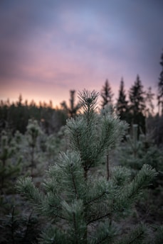 green pine tree during daytime