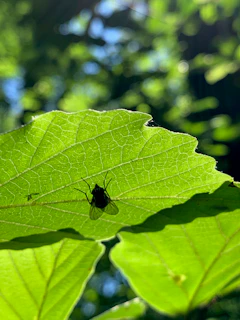 Macro shot of a springtail perched on a green leaf, with sunlight filtering through.