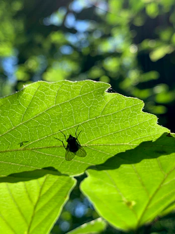 Macro shot of a springtail perched on a green leaf, with sunlight filtering through.