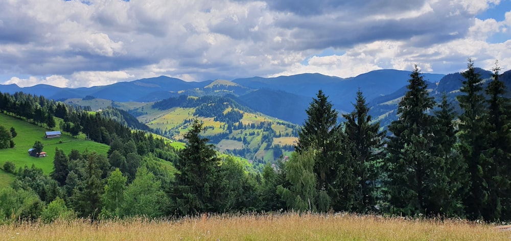 arbres verts sur un champ d’herbe verte pendant la journée