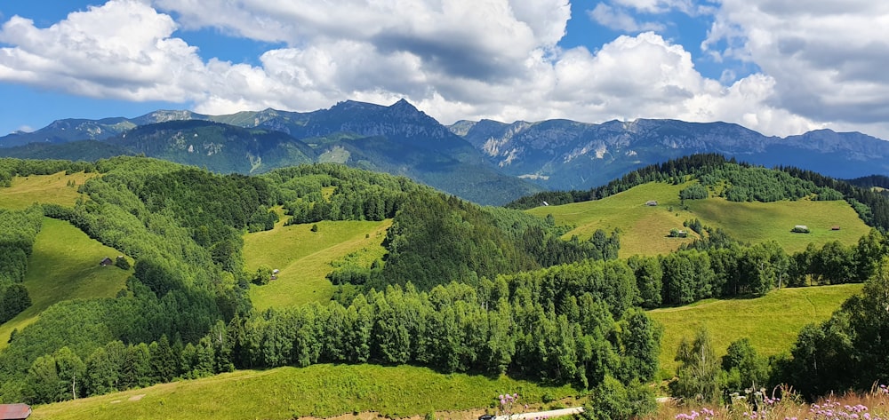 arbres verts sur un champ d’herbe verte sous un ciel bleu et des nuages blancs pendant la journée