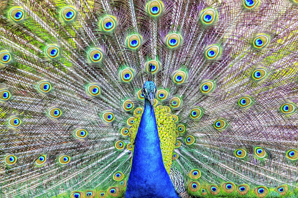 peacock on gray rock during daytime