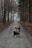A person is crouching on a gravel path in a forest, holding a camera and taking a photograph. Tall trees line both sides of the path, creating a serene and natural tunnel effect. Fallen leaves cover the ground, adding to the autumnal atmosphere.