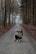A person is crouching on a gravel path in a forest, holding a camera and taking a photograph. Tall trees line both sides of the path, creating a serene and natural tunnel effect. Fallen leaves cover the ground, adding to the autumnal atmosphere.