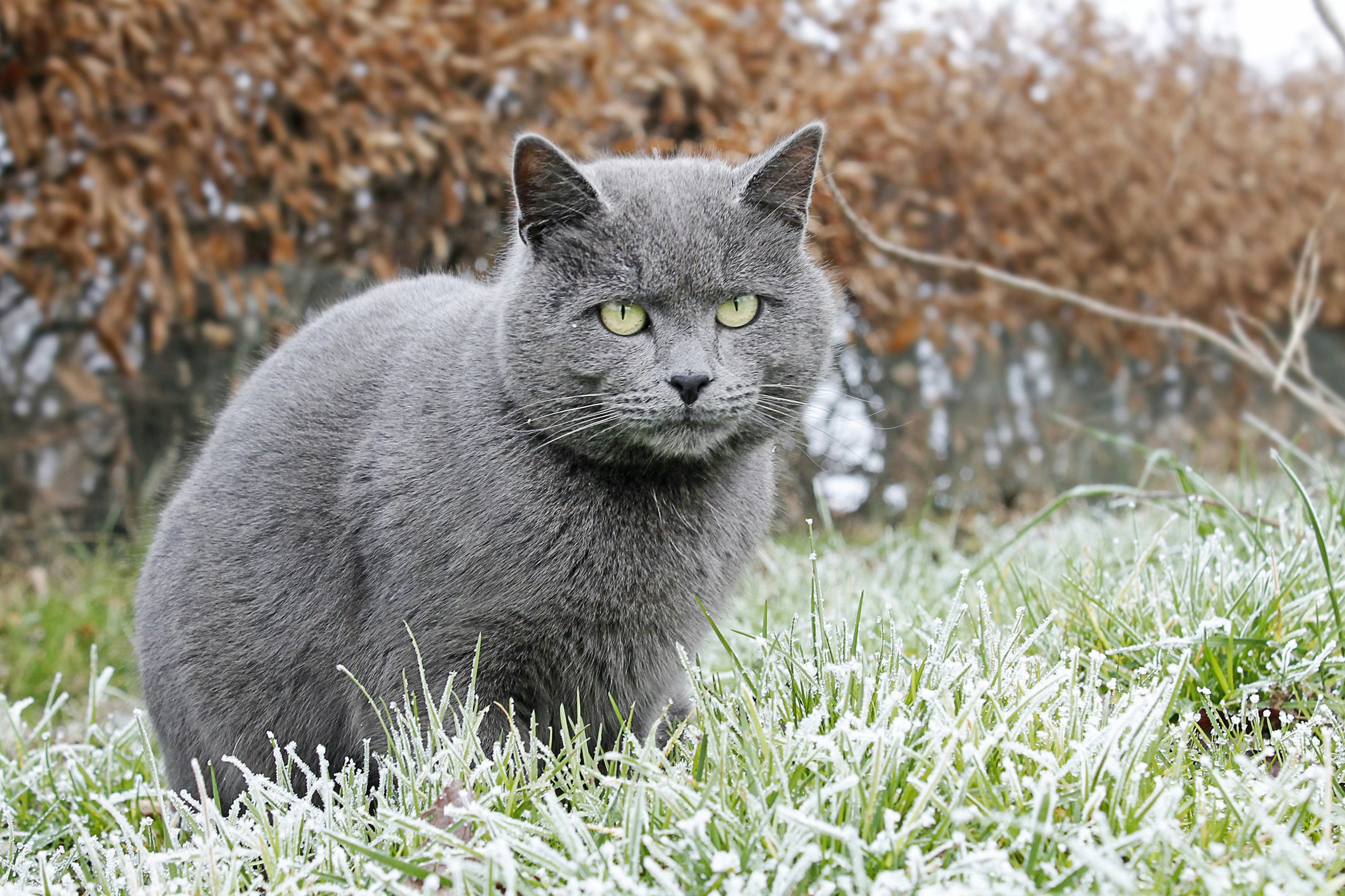 russian blue cat on green grass