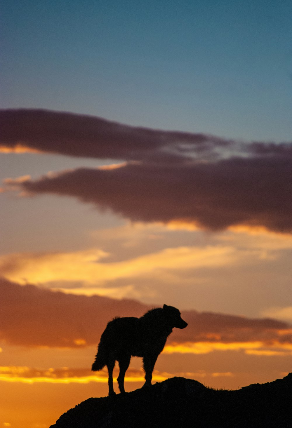 silhouette of dog during sunset