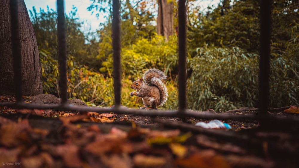 brown squirrel on brown tree log during daytime