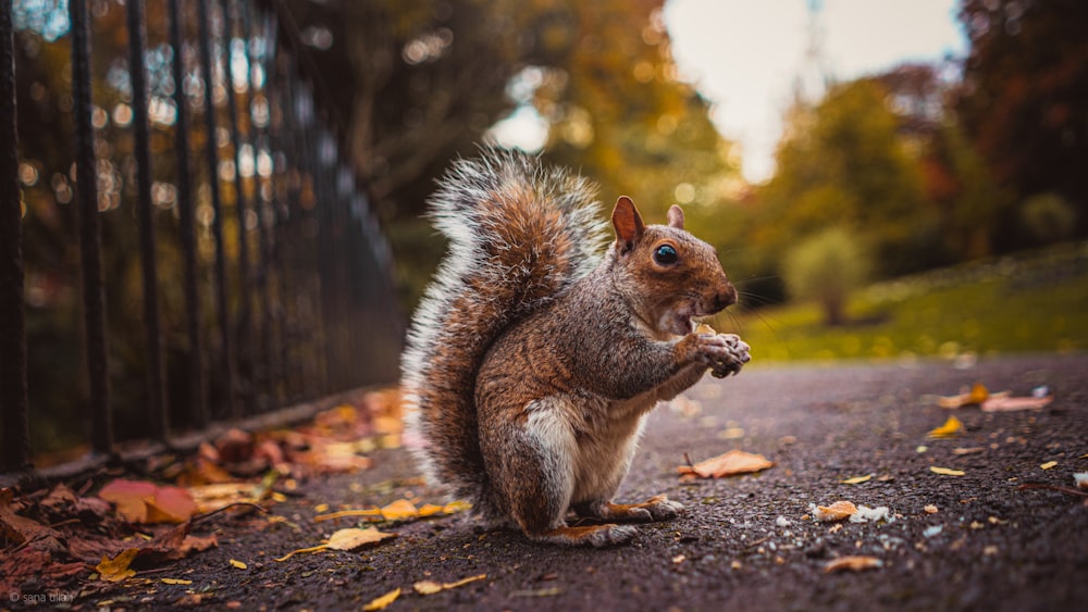 brown squirrel on brown ground during daytime